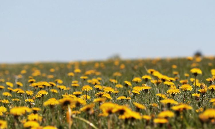 Dandelions and desert shrubs: the future of rubber production?